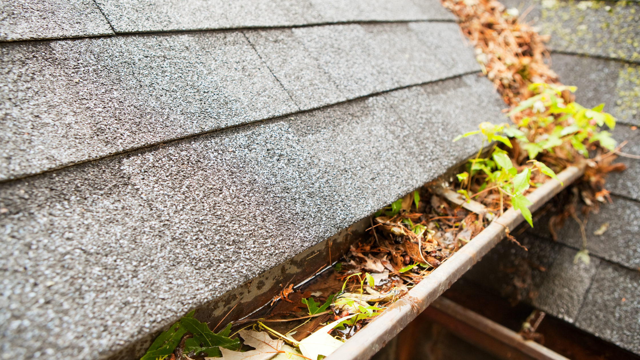 Discover how different leaf types in Narre Warren, Dandenong, and Essendon impact gutter clogging and why regular professional gutter cleaning is essential.