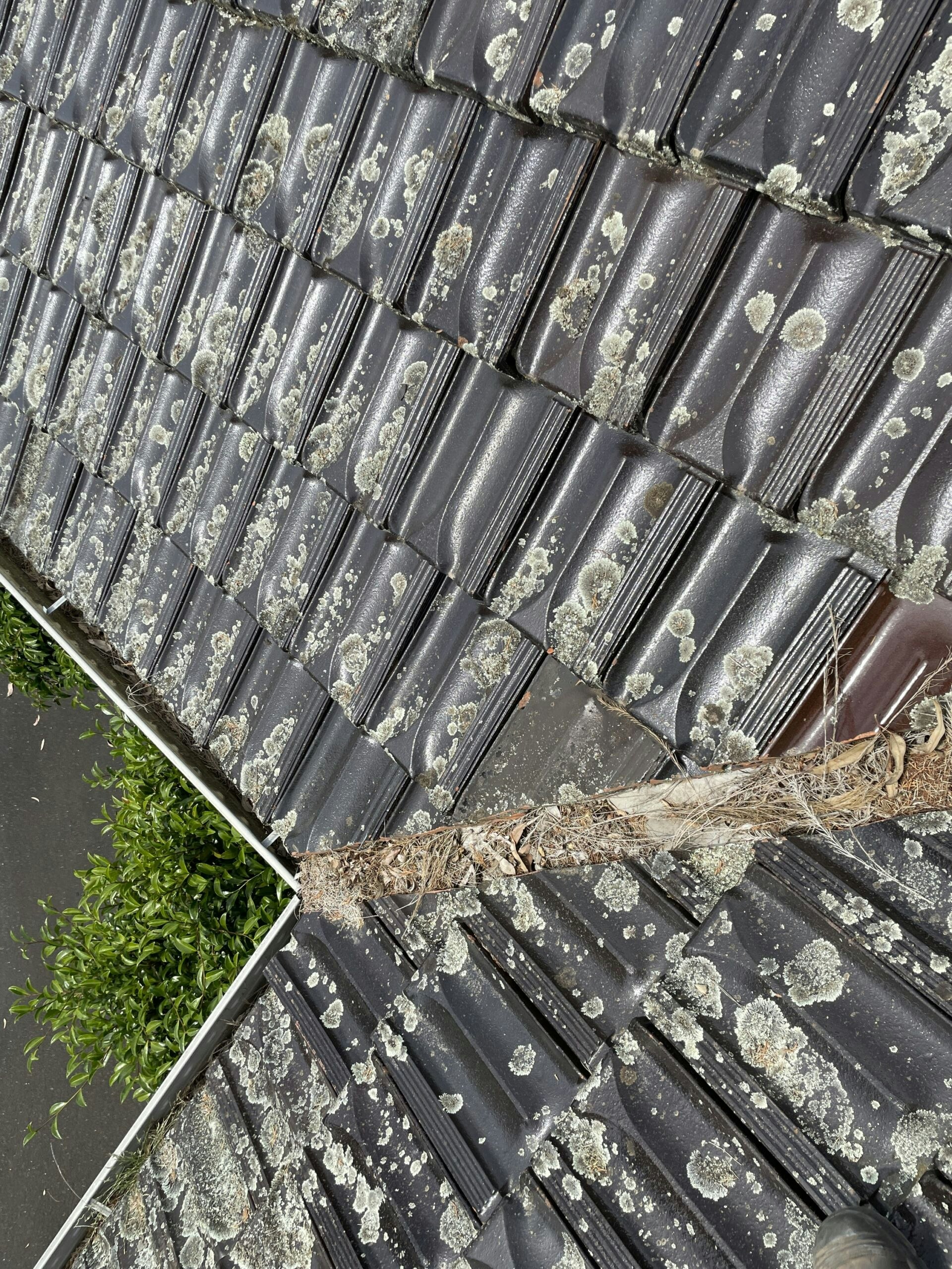 How To Remove Leaves From Your Gutter Mr Gutter Cleaning