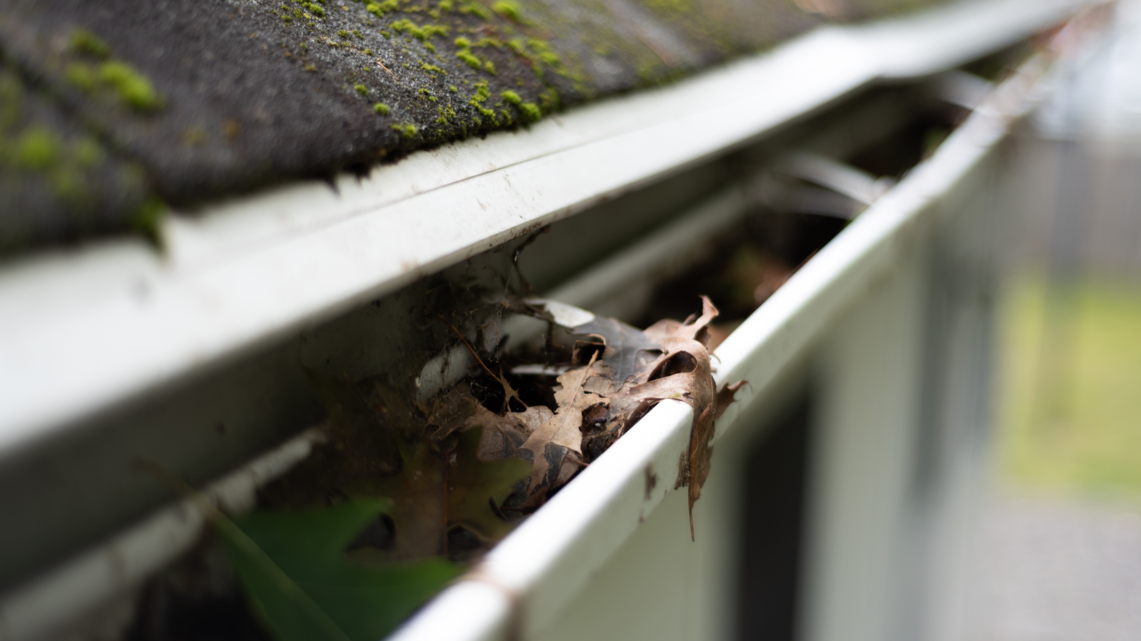 Pests in gutters caused by clogged leaves and debris during Australian summer heat