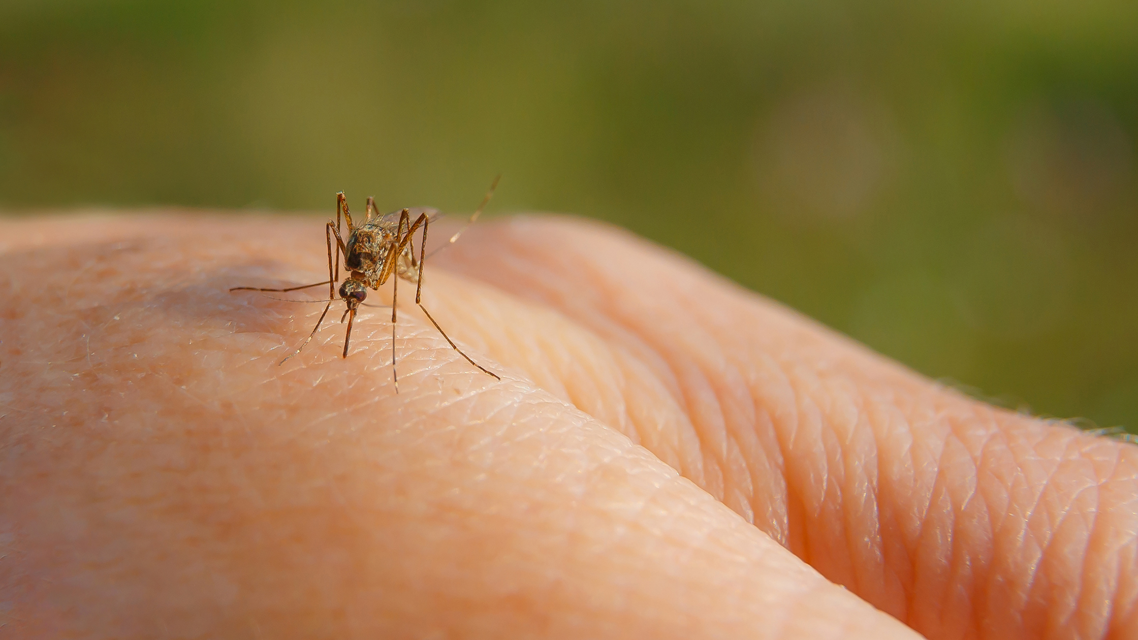 Close-up of a mosquito on skin, representing Japanese Encephalitis detection in Victoria.