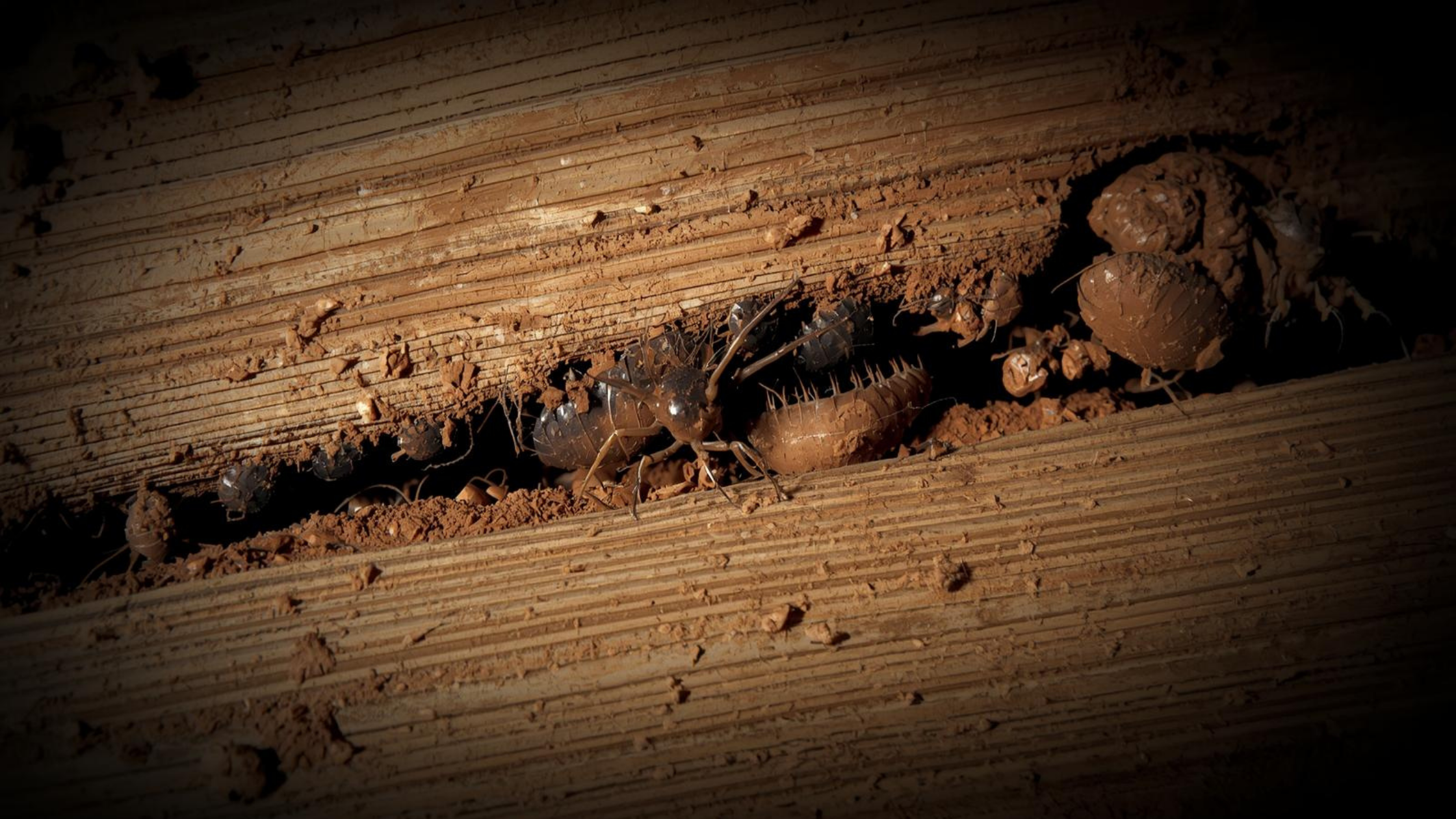 Close-up of termites inside a mud tunnel eating through timber, showing active termite infestation