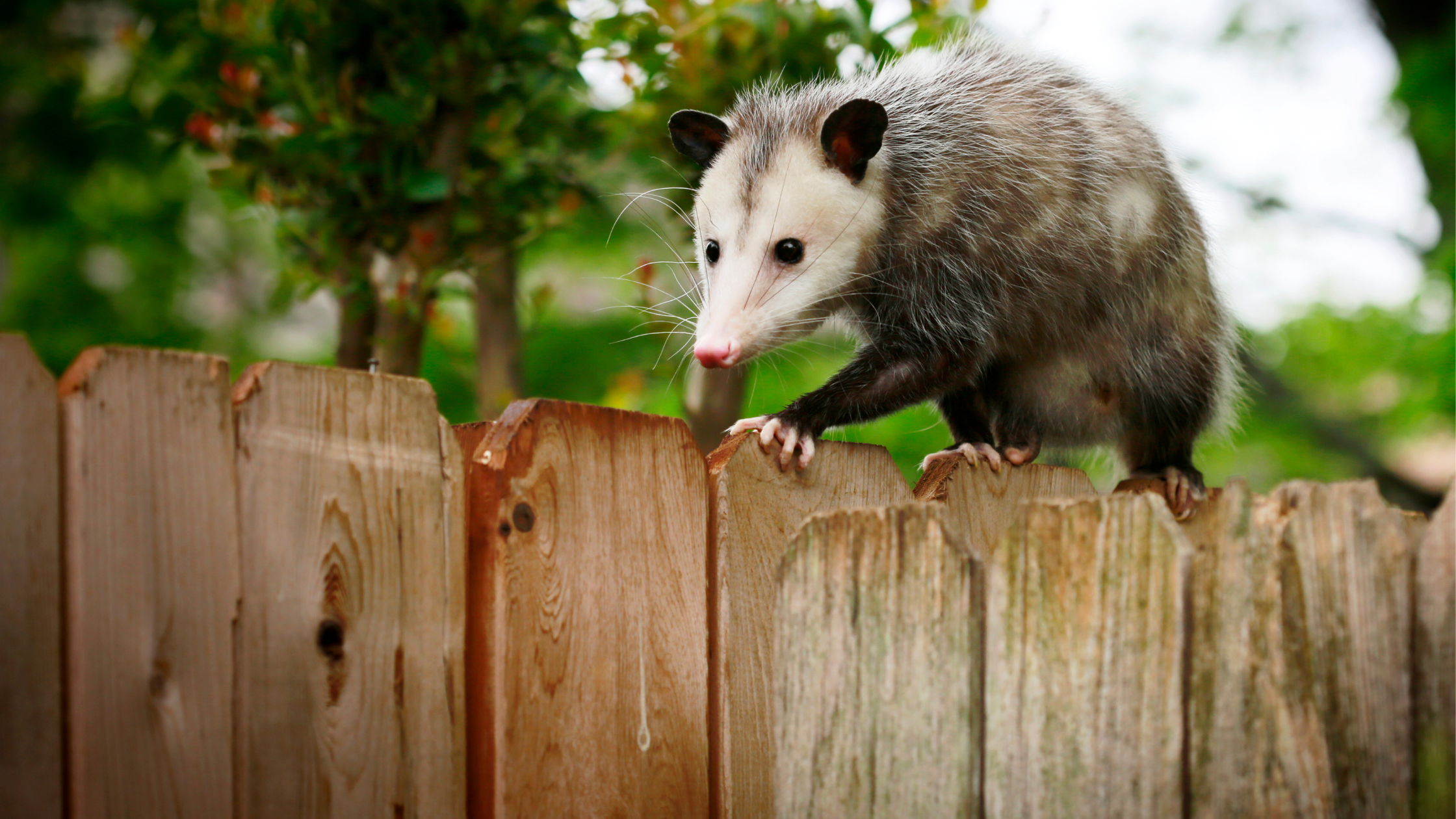 A possum walking on a wooden fence, illustrating the common wildlife in Preston that can cause problems for homeowners by seeking shelter in roofs.