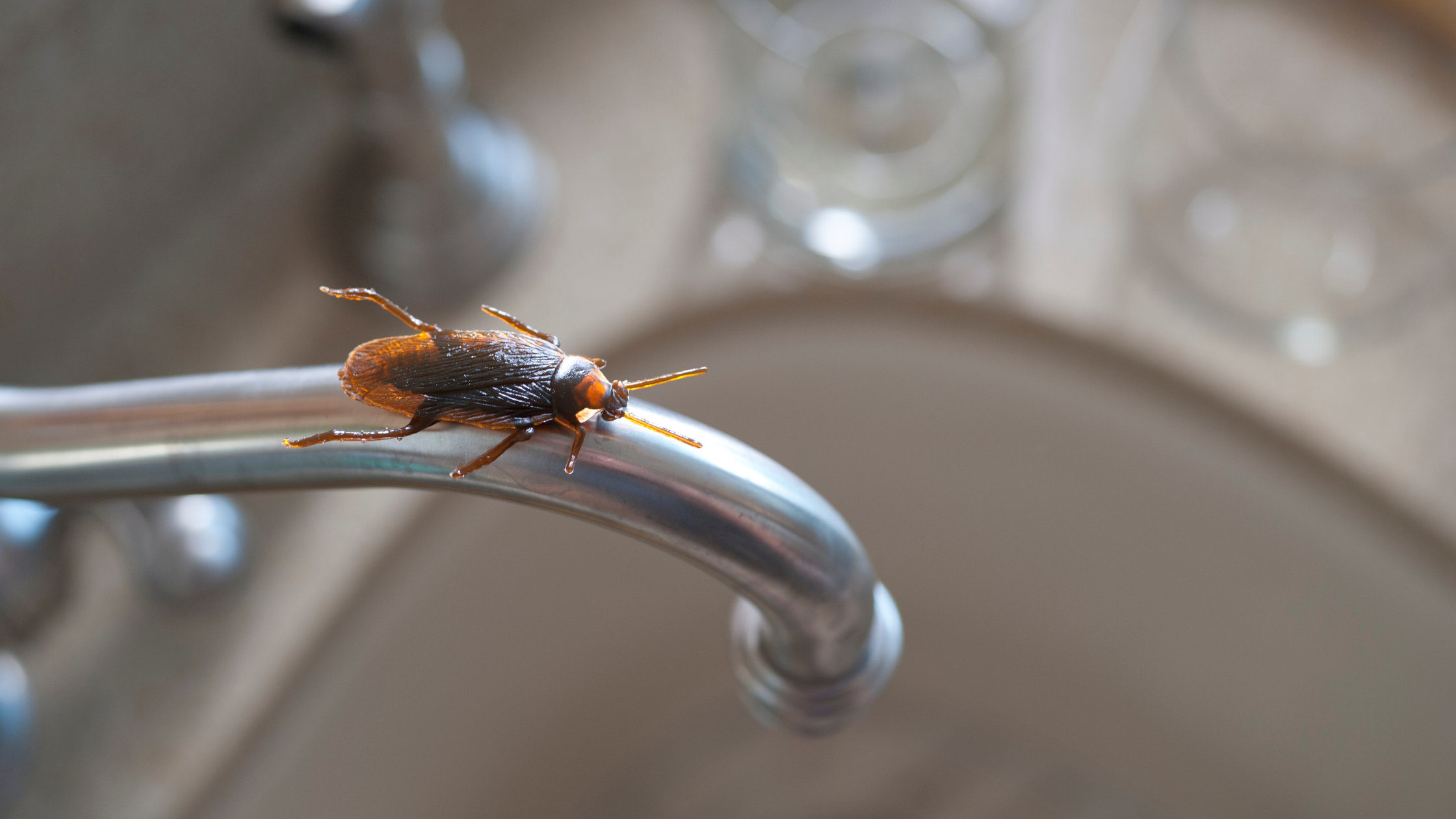 Heatwave insects indoors as a cockroach seeks water inside an Australian kitchen during extreme summer heat