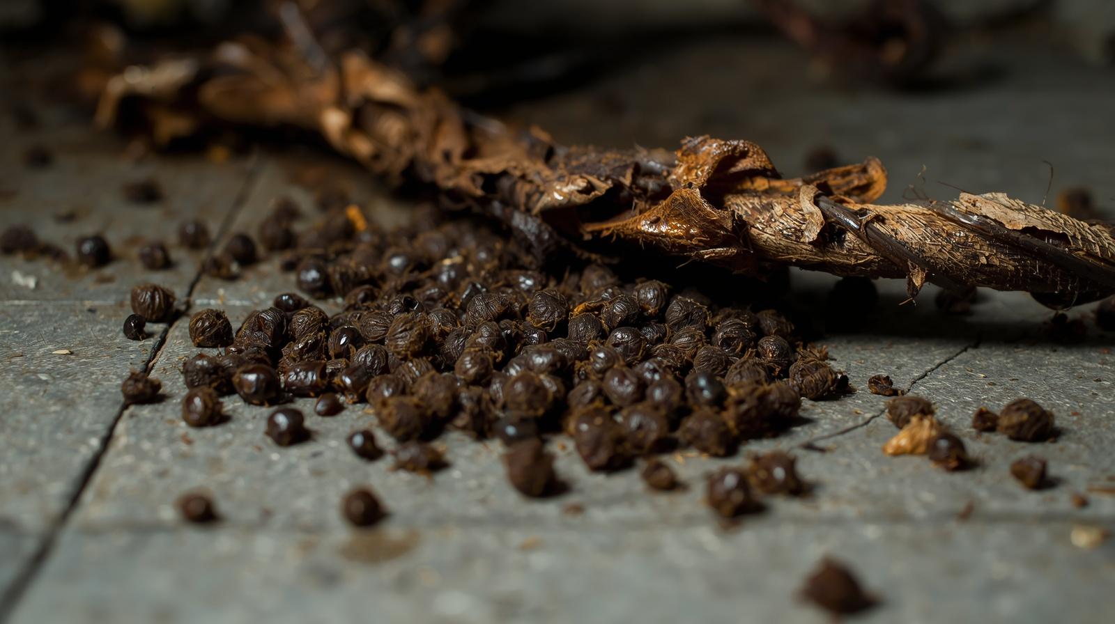 Signs of rodent infestation including droppings and chewed wires