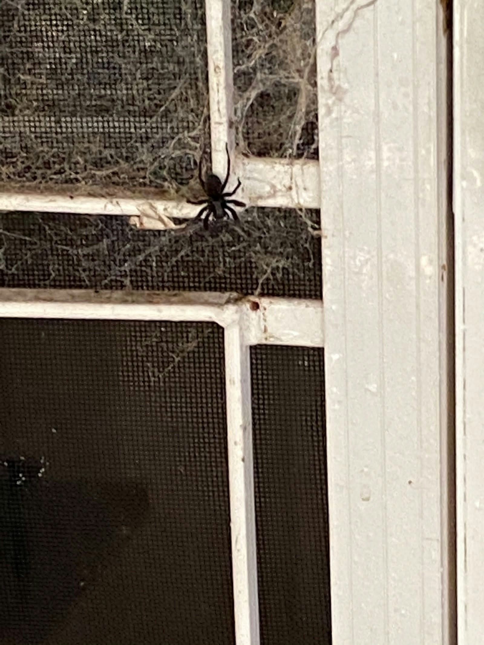 Spider Control Is Better Than Hoping For SpiderMan Mr Pest Controller