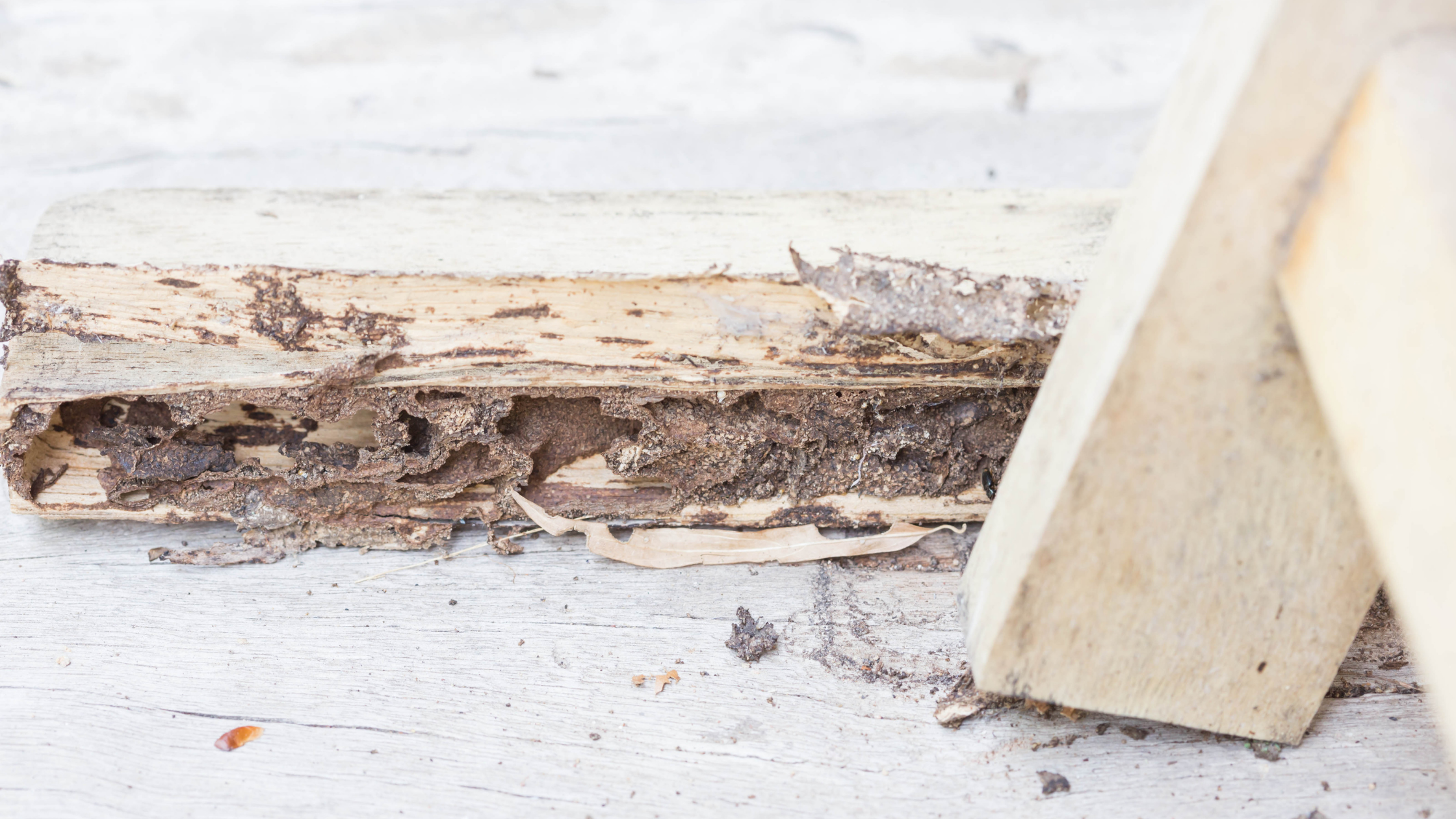 Close-up of termite damage inside wooden timber, showing hollowed-out wood and mud tunnels, a clear sign of termite infestation in homes
