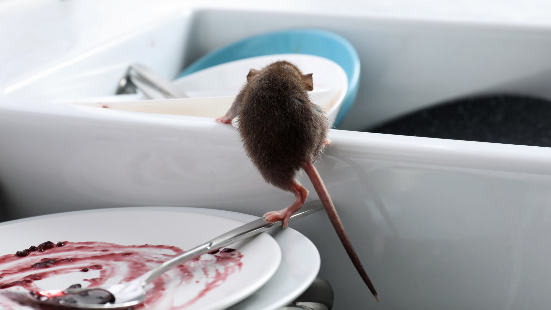 Mouse climbing over dirty dishes in a kitchen sink, showing a common sign of indoor rodent infestation