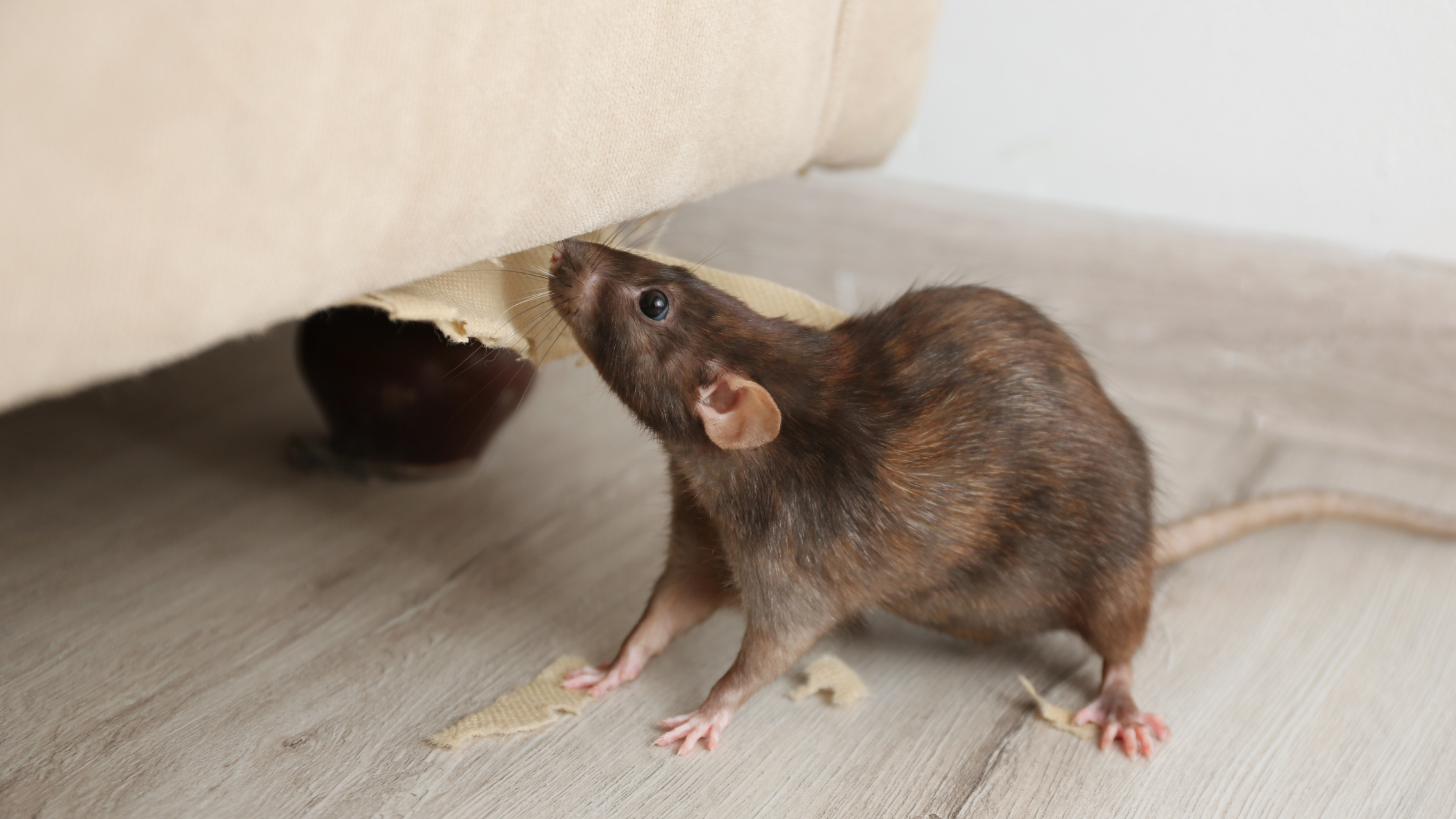 Rodents after rain entering homes as summer storms force rats and mice indoors