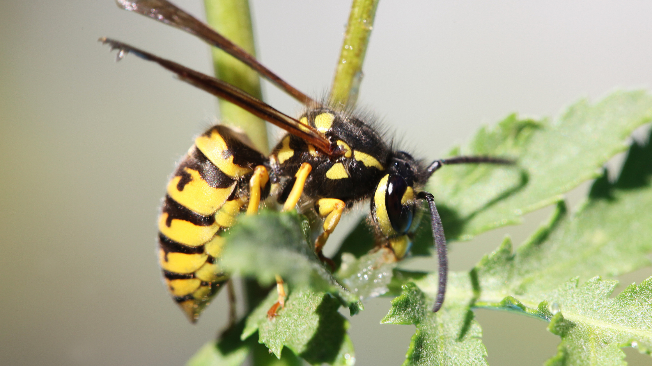 Aggressive wasp feeding on leaves during hot Australian summer