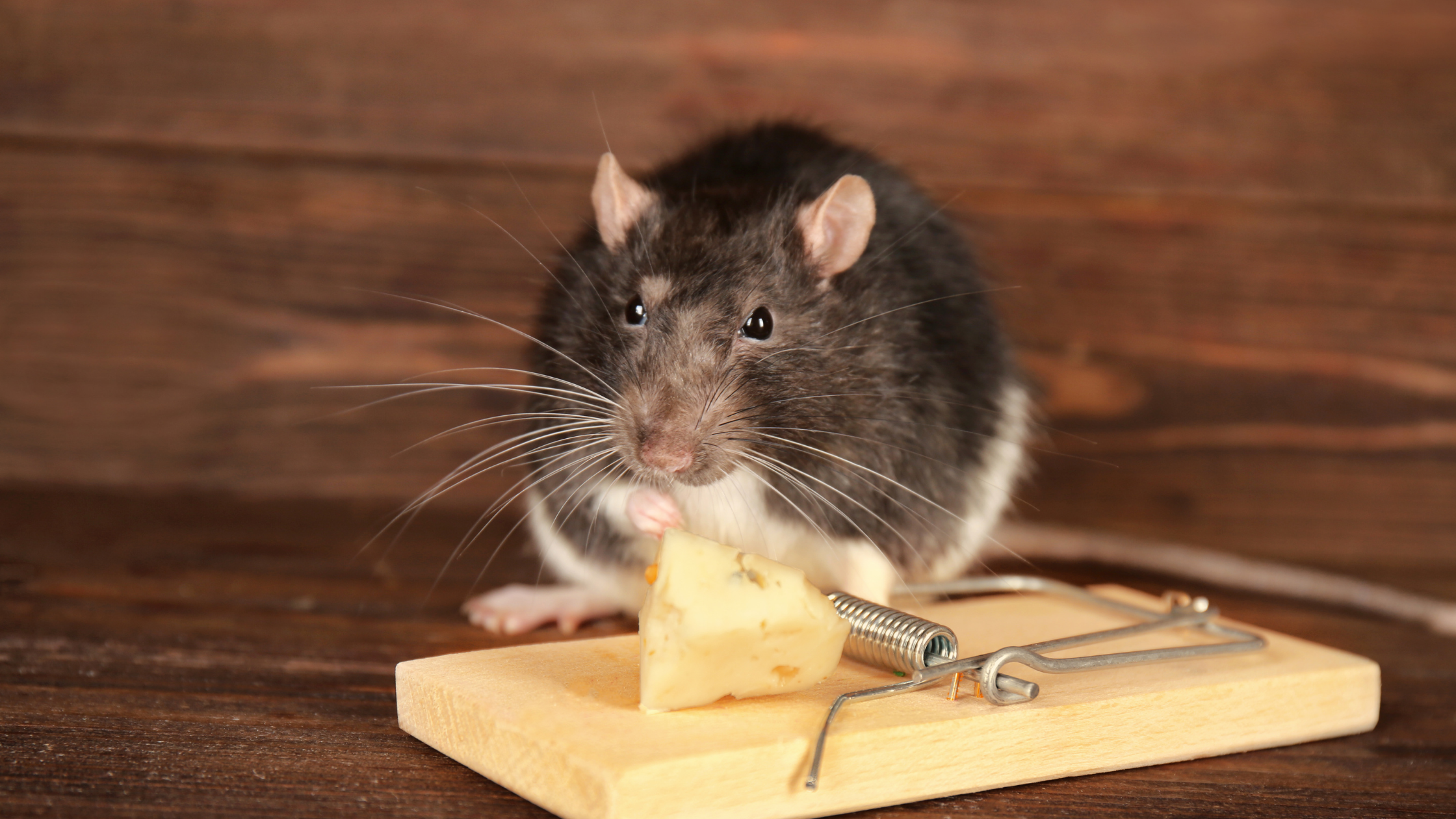 Rat near a mousetrap indoors highlighting the need for professional rodent control
