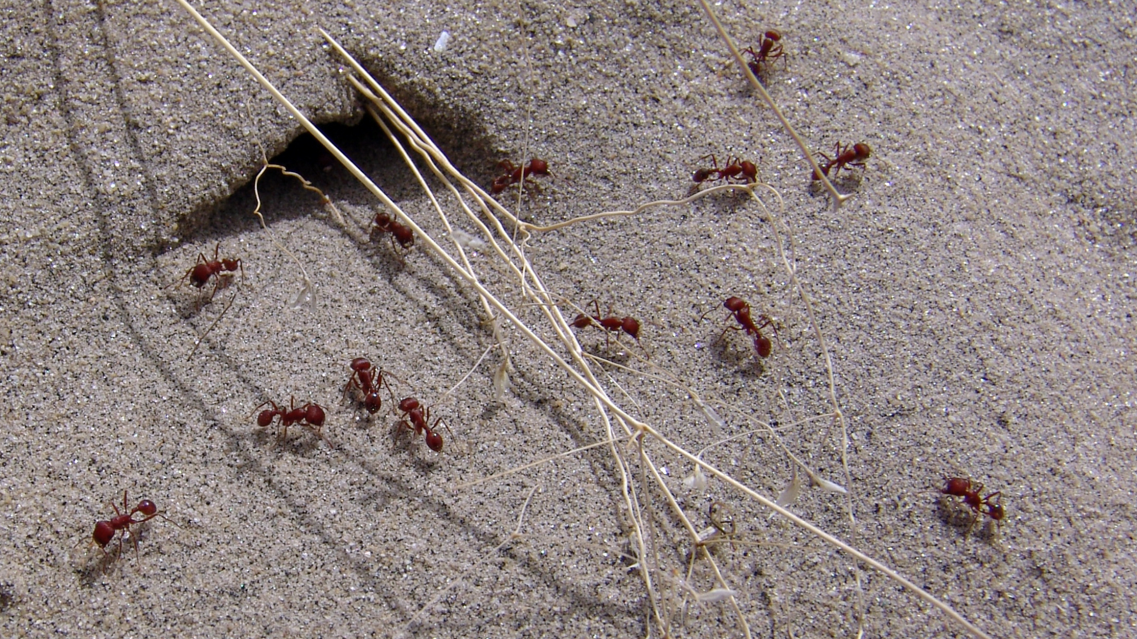 Red ants emerging from a sandy nest entrance showing ant colonies indoors spreading after summer heat conditions.