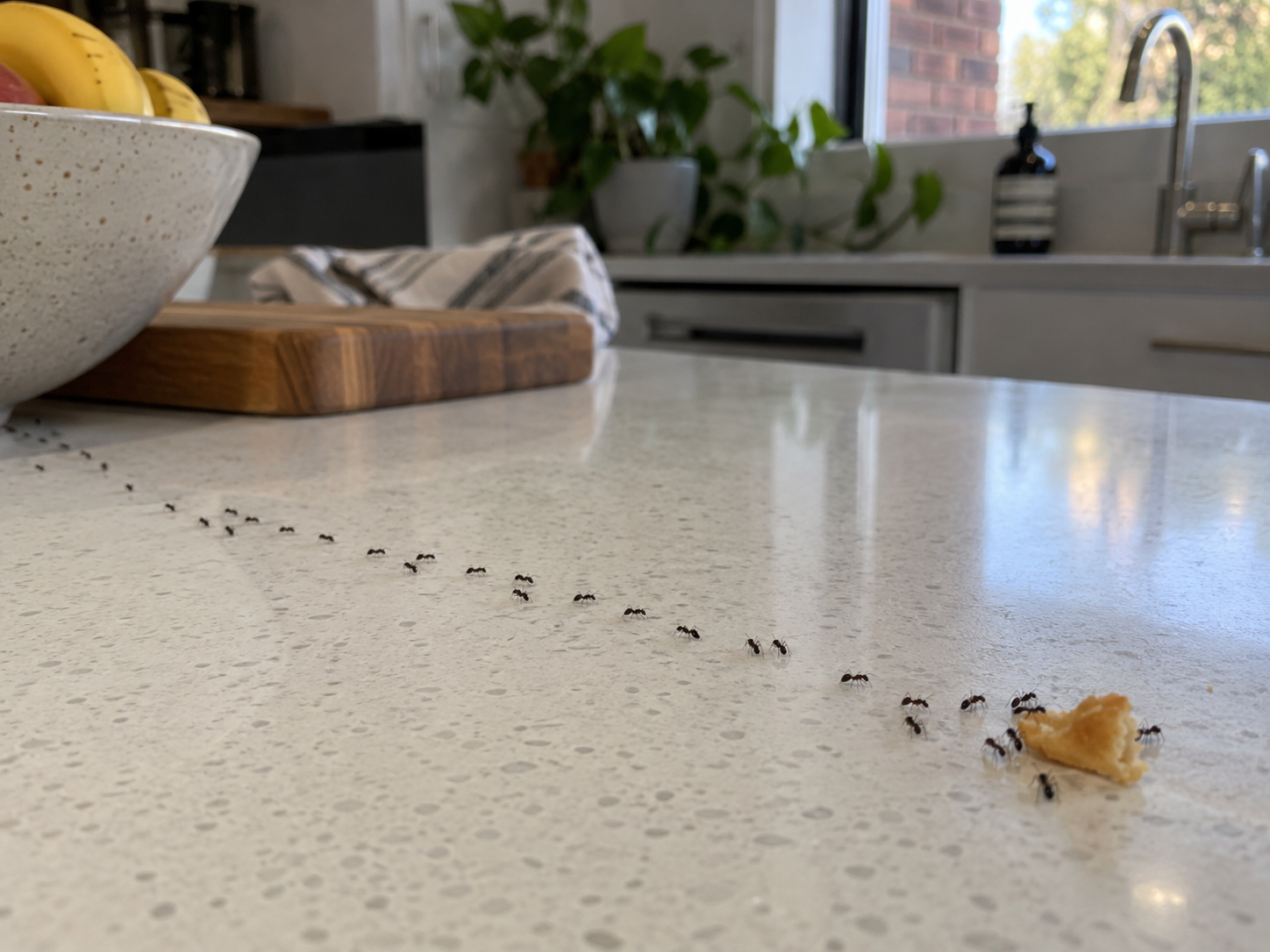 Ants walking along a trail on a kitchen bench in a Melbourne home