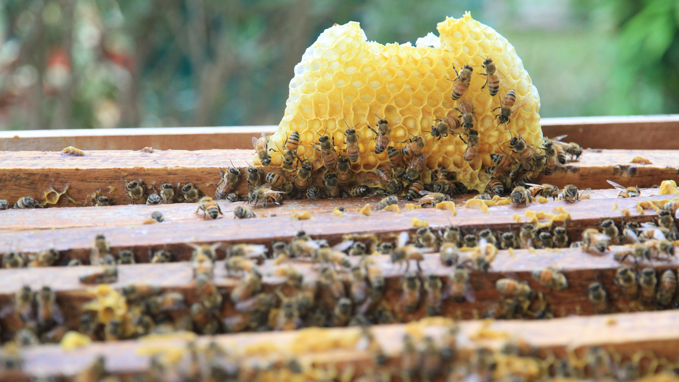 Beehive with honeybees showing why bees are protected in Australia and how hives should be handled safely