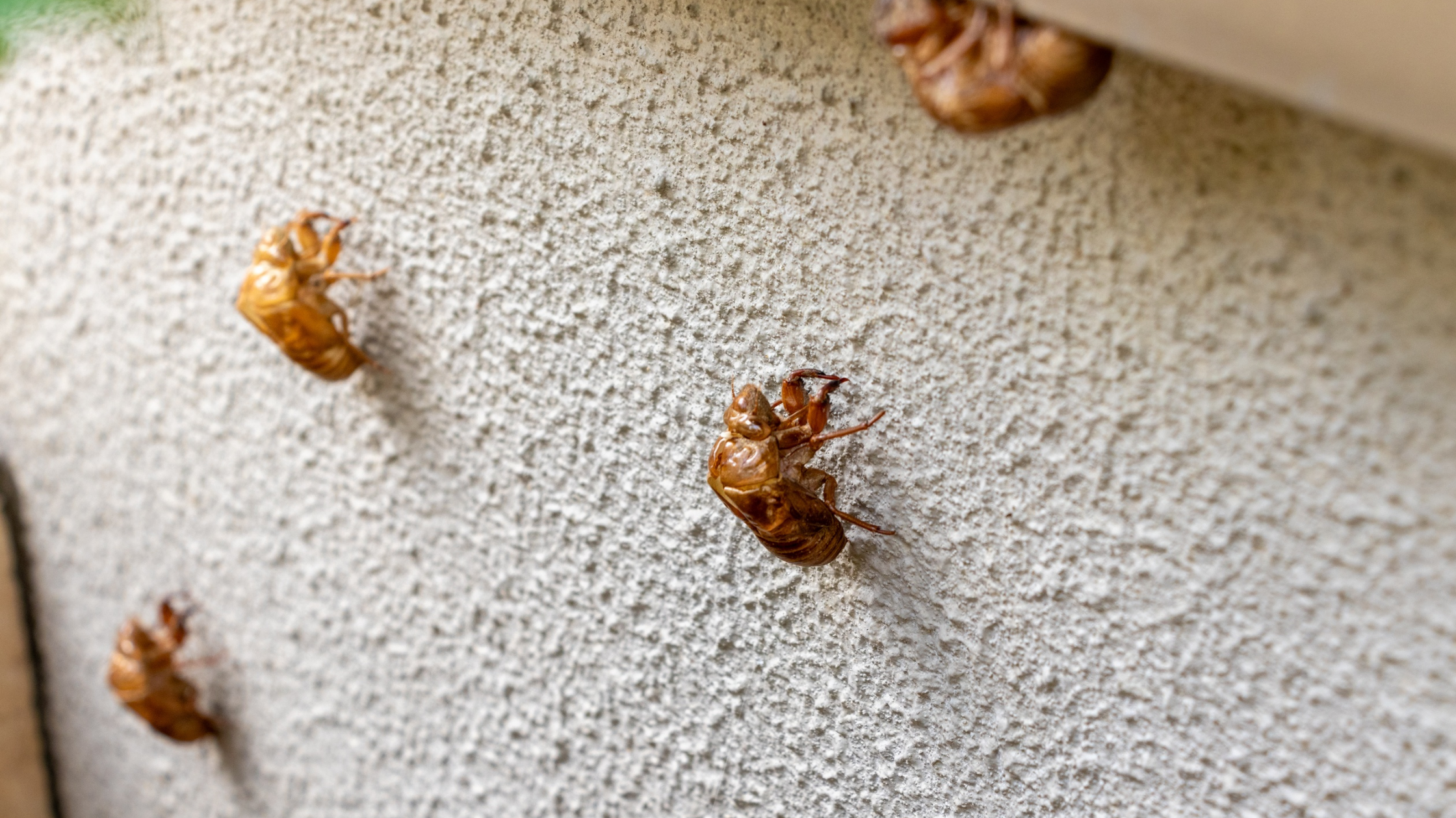 Late summer cockroaches shells on exterior wall of Australian home