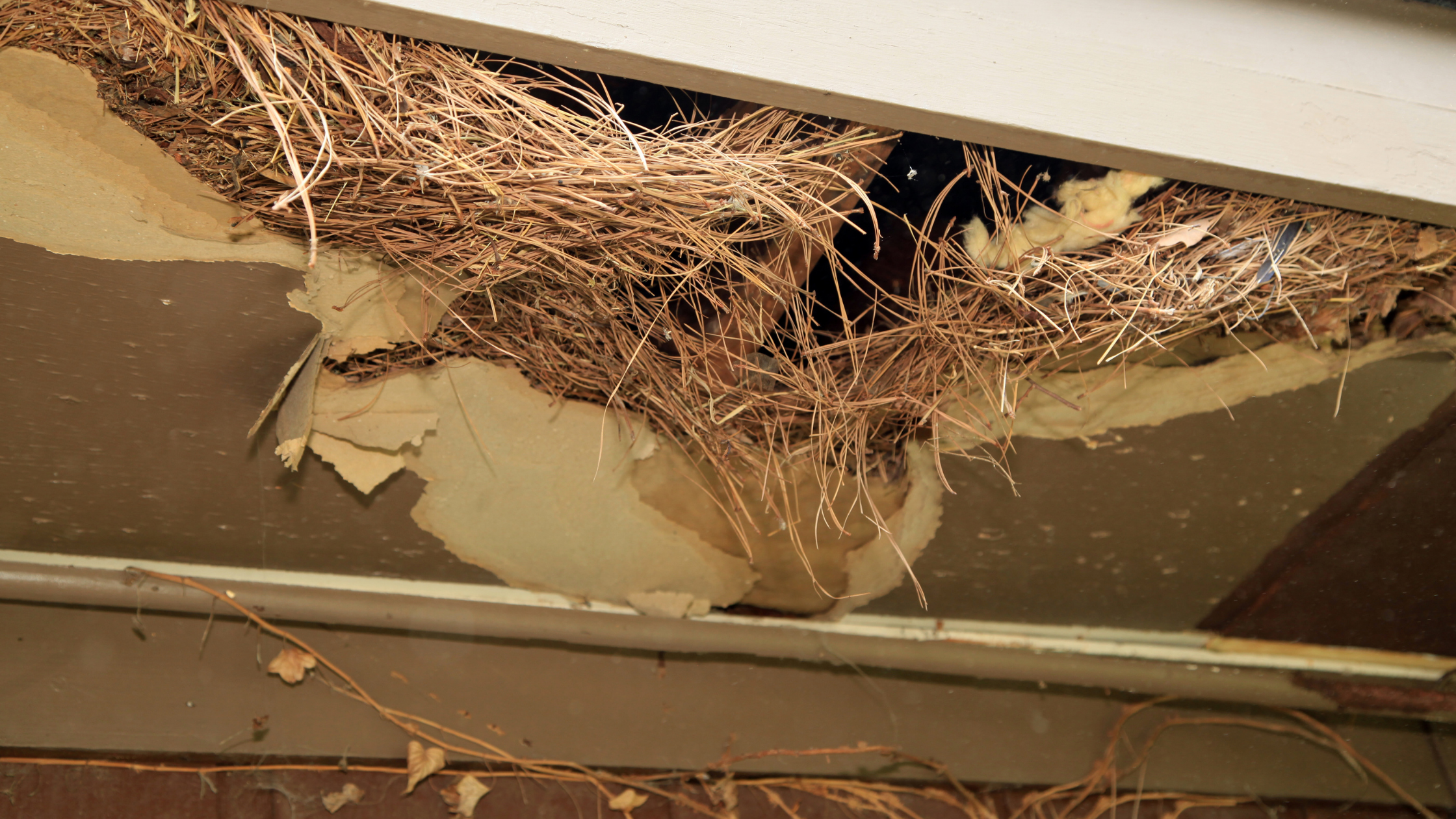 Rodent nest in roof cavity caused by rodents nesting indoors after prolonged heatwaves