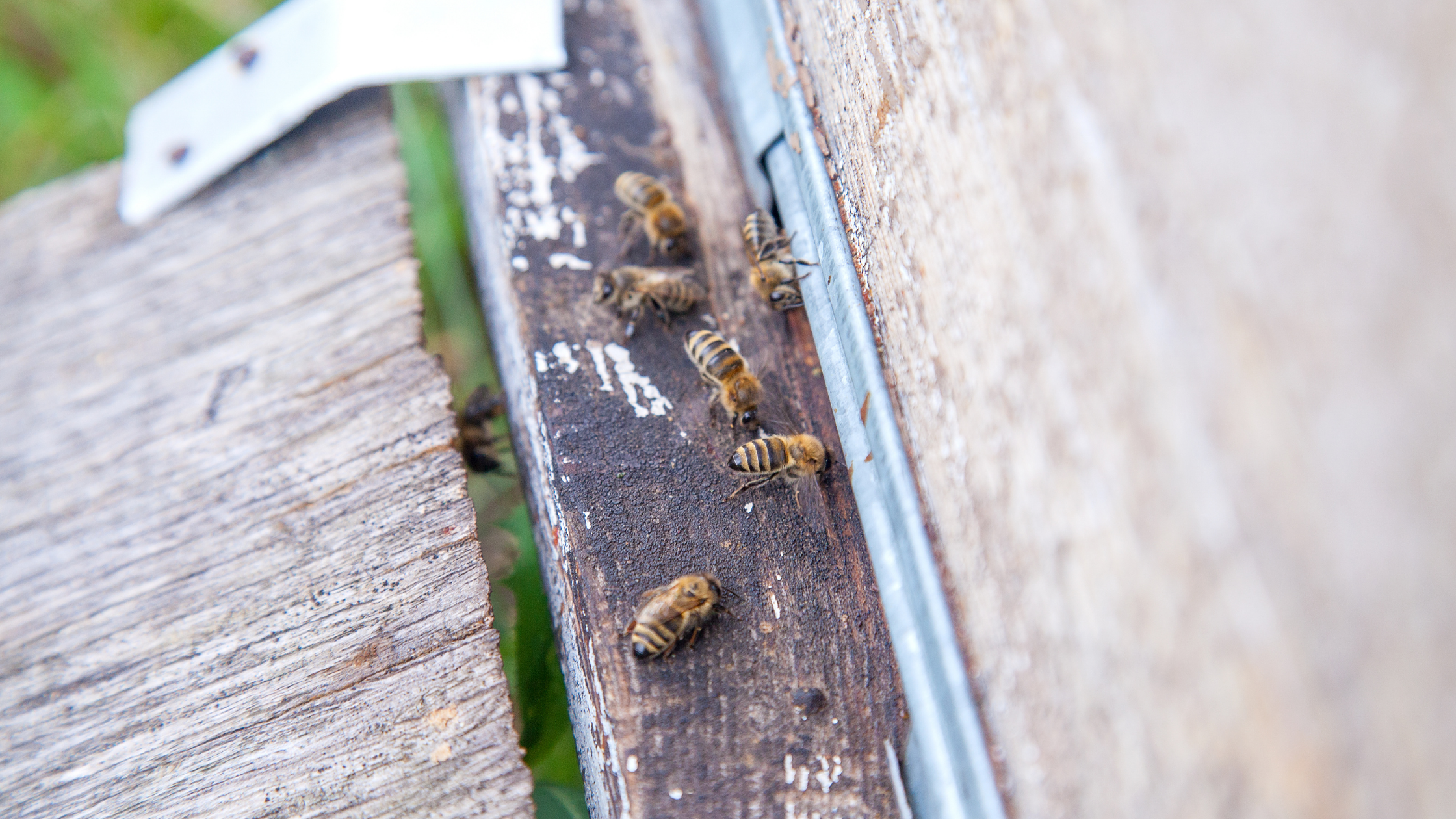 Bees gathering along wooden exterior wall indicating early signs of infestation near home structure