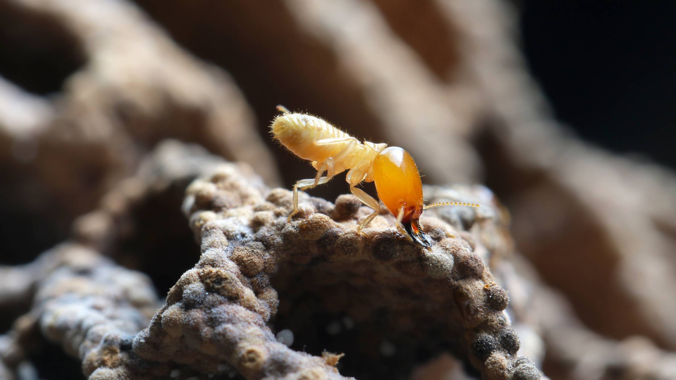 Close-up of a termite on a mud tunnel showing termite risk summer activity after heat and humidity in Australian homes.